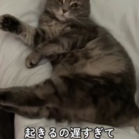 ベットの上で横になってカメラを見つめる猫（アップ）