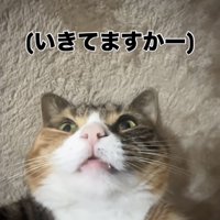 目を開けたまま寝るマンチカン
