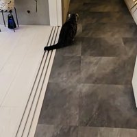 飼い主さんに気付かず鳴くキンカロー