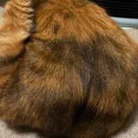 毛づくろいしている猫