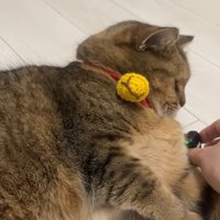 セット中