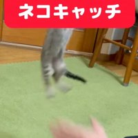 ジャンプ中の子猫