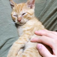 ぐっすりと眠る子猫の顔