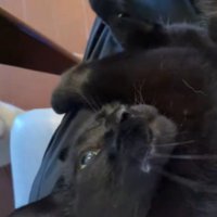 投稿者の膝の上で寝転がる黒猫