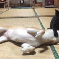 柴犬と遊ぶ黒猫の子猫