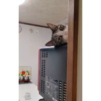 電子レンジの上の猫