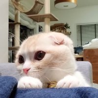 飼い主の脚に手を置く猫