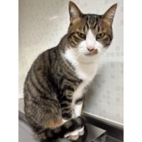 キッチンにいる猫