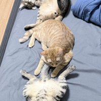 うつ伏せでくつろぐ茶トラの様子