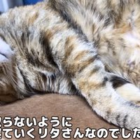 横になって眠る猫