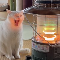 あくびする猫の写真