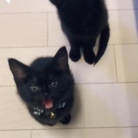 2匹の黒猫