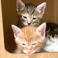 ハウスの中で寝る子猫