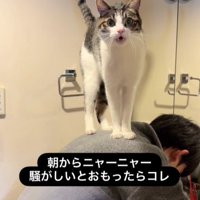 男の子の背中に乗っている猫