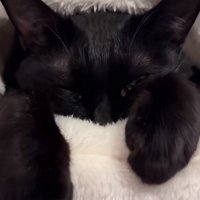 ベッドに入って右目はほぼ瞑り、左目は半分開いている黒猫