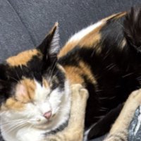 ソファの上で目を閉じる三毛猫