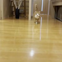 駆けてくる姿