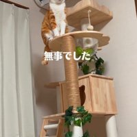 キャットタワーで座る猫
