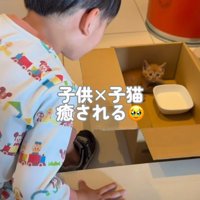 段ボール箱にいる子猫をのぞく男の子