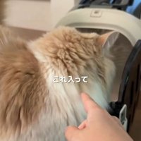 キャリーケースに入る猫