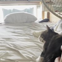 別のご家族の側で息子さんを見つめる猫