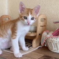 棚の上にいる茶白猫