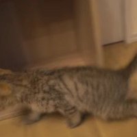 足を引きずっている猫