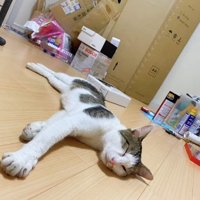 段ボールを背景にしてフローリングの上で横になる猫