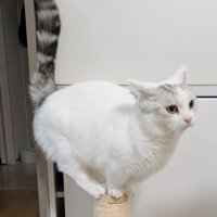爪とぎポールのてっぺんで得意げに胸を張る猫の姿