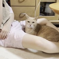 娘さんの脚の隙間にしゃがみこむ猫ちゃん（カメラ目線）