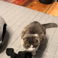 ひとりで遊ぶ猫