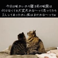 エアコンを見つめる2匹のキジトラ猫