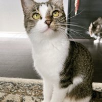 飼い主を見上げる夏毛の猫