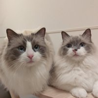 並ぶ2匹の猫