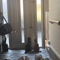 玄関で待っている猫達