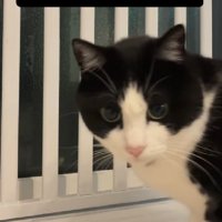 ハンターの顔になる猫