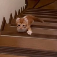 階段をのぼる子猫2
