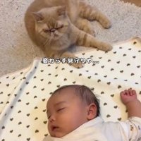 くま柄の服で眠る赤ちゃんを少し離れて見守る猫