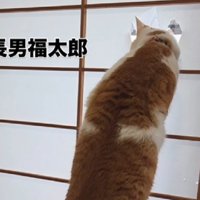 穴に顔を通す猫