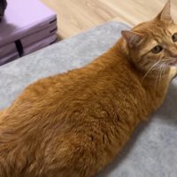 振り向くとらまるくん