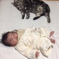 隣に横になる猫