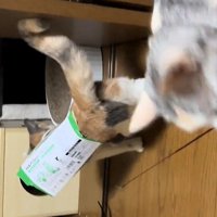 ティッシュ箱を身につけた猫