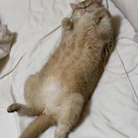仰向けで寝ている猫