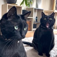 日が差す室内でくつろぐ2匹の黒猫2