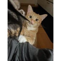 髪の毛を引っ張っていた猫