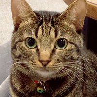 猫の顔のアップ