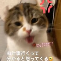 襲い掛かる猫