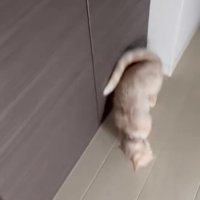 寝転がろうとする猫