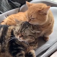 頭を毛づくろい