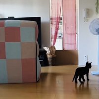 ぬいぐるみを探す子猫